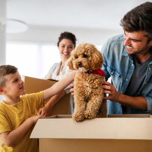 Maintaining Pet Routine After Moving