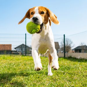 Creating a Pet Friendly Backyard: Essential Tips for a Safe and Fun Outdoor Space