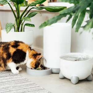Pet Friendly Home Features to Consider When Buying in Edmonton