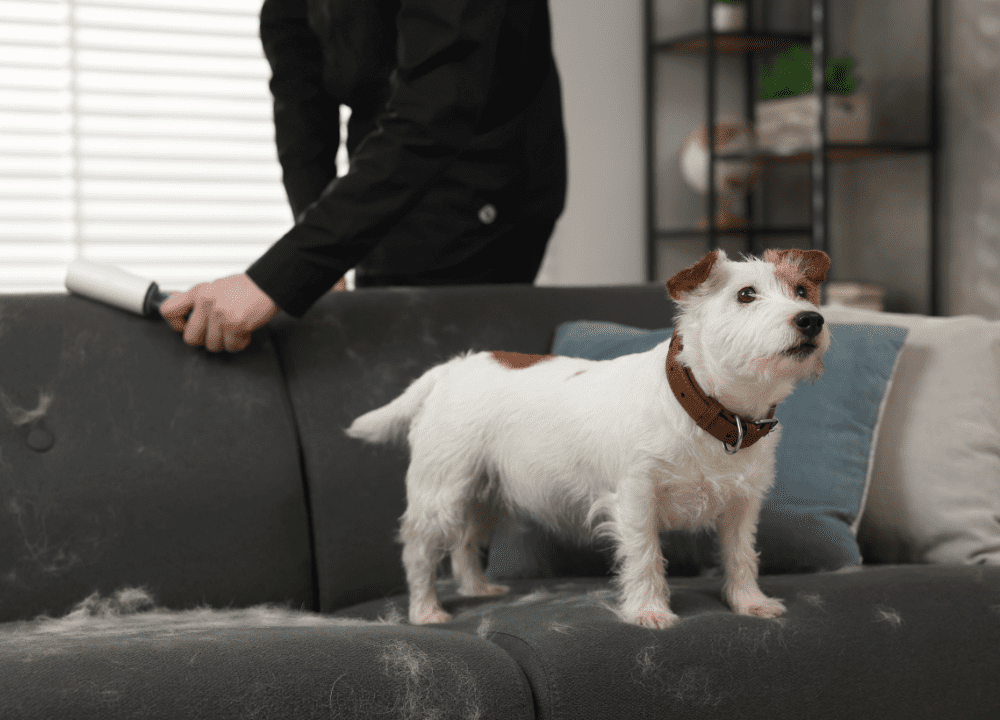 Pet Shedding in Edmonton