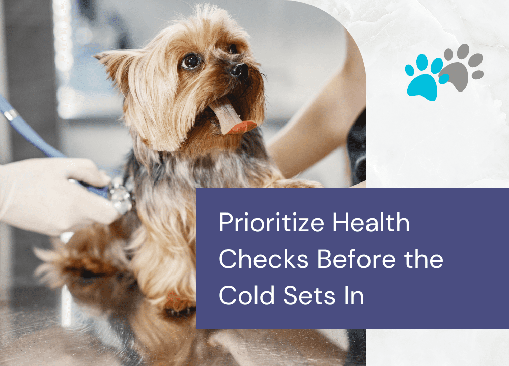 Pet Winter Preparation in Edmonton