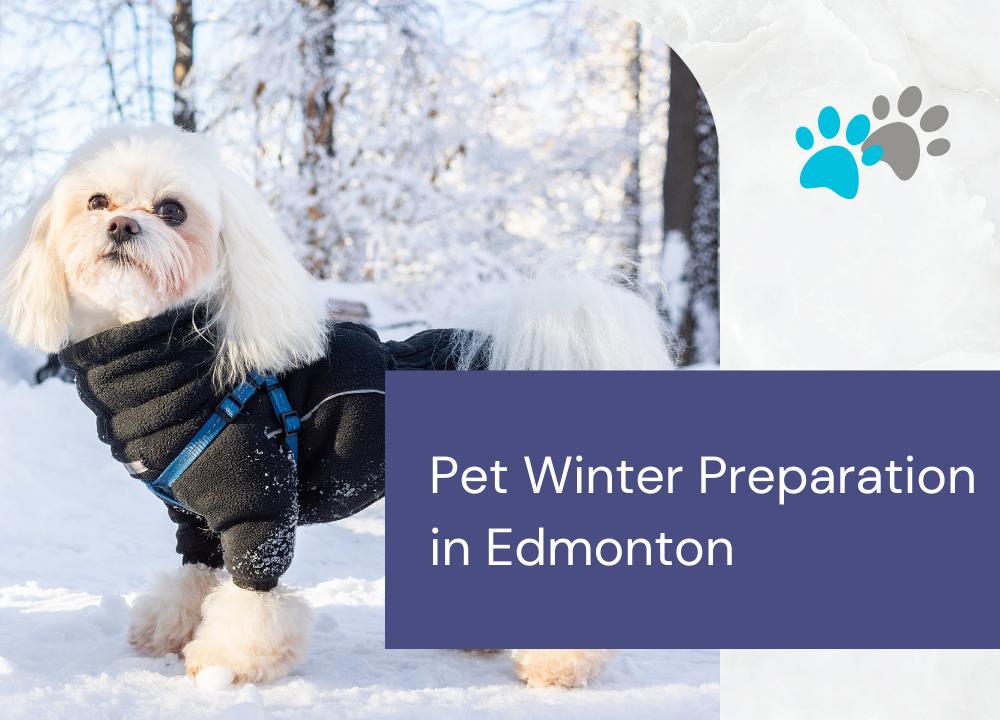 Pet Winter Preparation in Edmonton