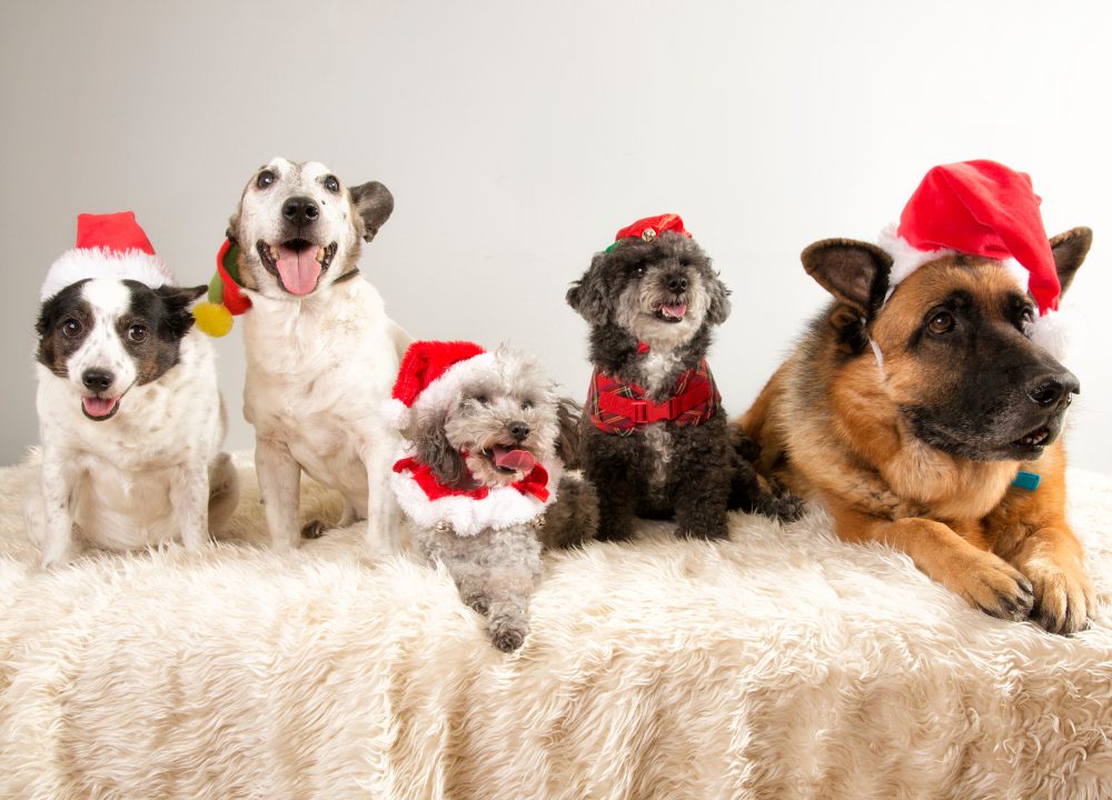 holiday foods pets should never eat